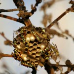 abeilles sauvages nature
