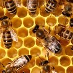 Les colonies d’abeilles s’effondrent, la production de miel aussi