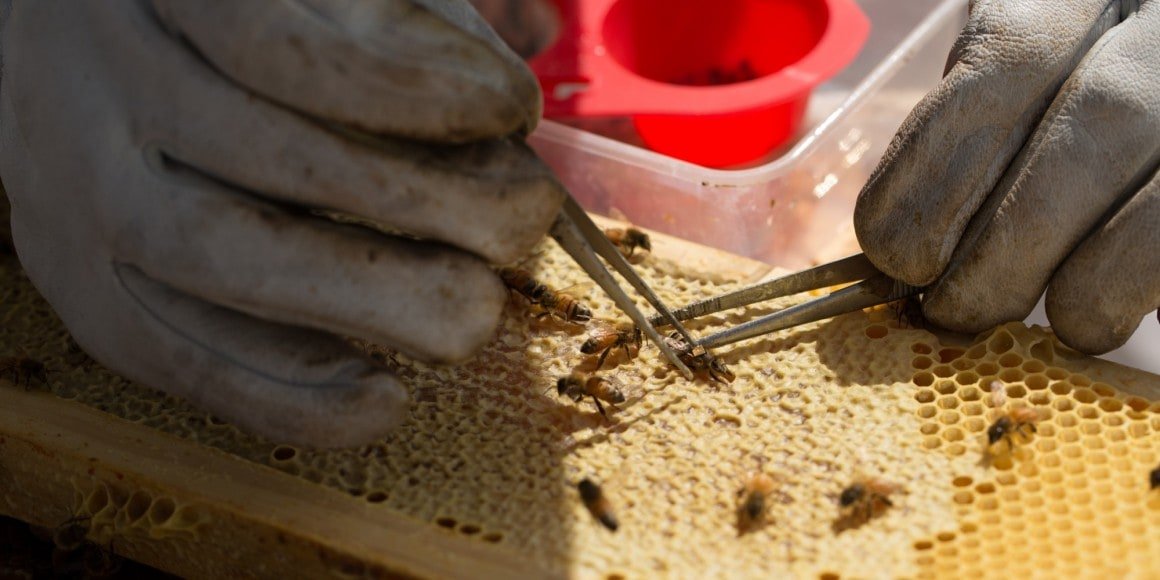 bees backpack Intel