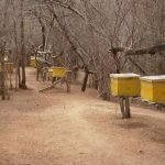 Les pays africains invités à développer l'apiculture