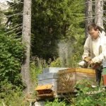 Le ministre de l'Agriculture refuse le moindre euro à l'apiculture