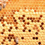 Propolis, Gelée Royale, Pollen, Apis Cera