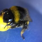 Apis_Cera_bourdon_football