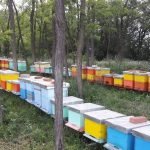 En Albanie, la moitié des abeilles a disparu en une seule année