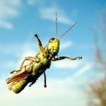Mais où sont passés tous les insectes ?