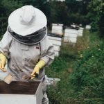 La bataille des apiculteurs français contre les contrebandiers du miel