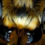 Abeilles tueuses : on sait ce qui les rend si agressives