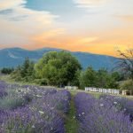 Pourquoi avoir installé Apis Cera en Provence ?